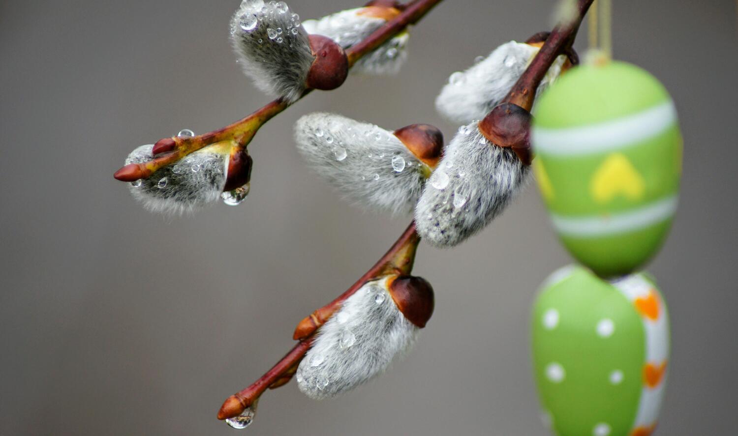 Der RSK wünscht Ihnen ein gesegnetes Osterfest!