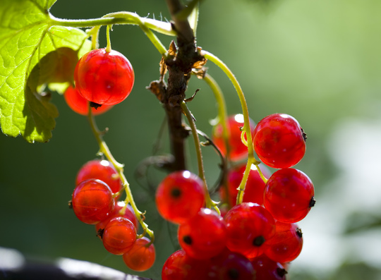 Johannisbeeren/Ribisel